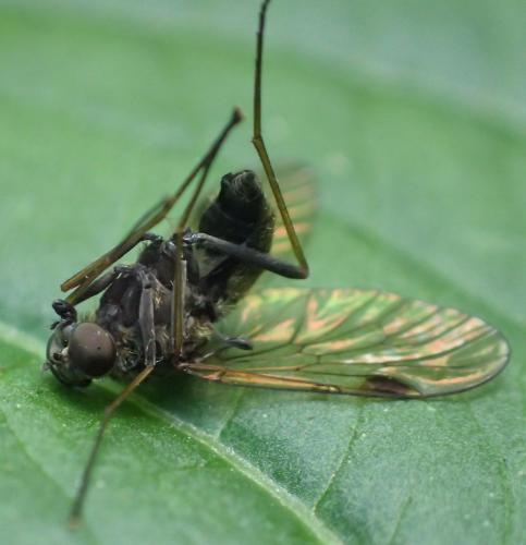 Chrysopilus cristatus